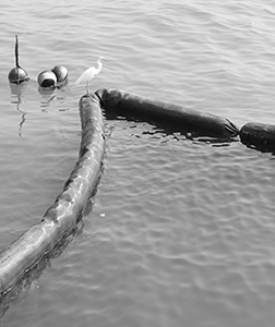 An egret viewed from the Tsim Sha Tsui waterfront, 26 December 2019