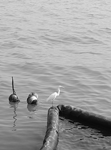 An egret viewed from the Tsim Sha Tsui waterfront, 26 December 2019