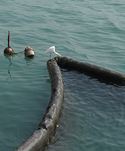 An egret fishing from a boom, viewed from the Tsim Sha Tsui waterfront, 26 December 2019