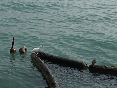 An egret and a heron viewed from the Tsim Sha Tsui waterfront, 26 December 2019