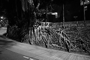 Tree roots, Hospital Road, Hong Kong Island, 28 July 2019