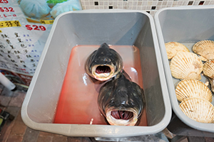 Fish heads, Kowloon, 7 July 2019