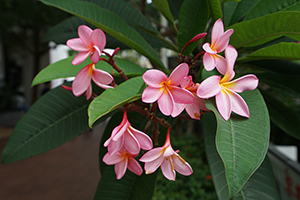 Flowers, Yau Tong, 12 July 2019
