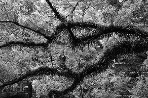 Tree on the campus of the University of Hong Kong, Pokfulam, 1 August 2019