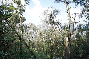 Trees on Dutch Lane, Hong Kong Island, 23 November 2019
