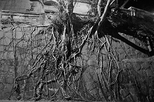 Trees roots on a wall, Hong Kong Island, 27 November 2019