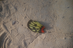 Wing of a Red-based Jezebel butterfly, Pokfulam Country Park, 3 November 2019
