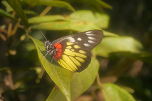 Red-based Jezebel butterfly viewed from the Hong Kong Trail, Pokfulam Country Park, 3 November 2019