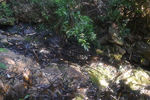 A stream on the Hong Kong Trail, in the Pokfulam Country Park, 3 November 2019