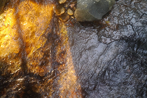 Light on a stream, Pokfulam Country Park, 3 November 2019