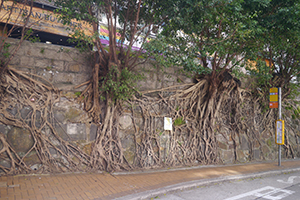 Trees growing on a wall, Bonham Road, Sai Ying Pun, 15 November 2019