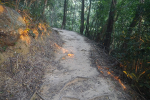 Late afternoon light, on the Hong Kong Trail, Pokfulam Country Park, 17 November 2019