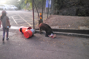 Wild boar overturning a rubbish bin on Pokfulam Reservoir Road, 17 November 2019