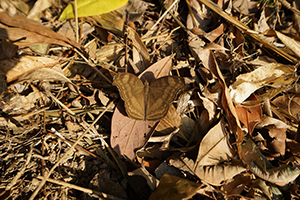 Chocolate Pansy Butterfly on dried leaves, Hong Kong Trail, Aberdeen Country Park, 1 December 2019