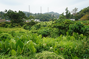 Farmland near Yung Shue Wan, Lamma Island, 15 December 2019