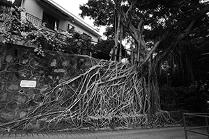 Tree roots on a wall, Lamma Island, 15 December 2019