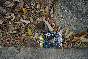 A beer can, a rock, dog excrement and fallen leaves, Lamma Island, 15 December 2019