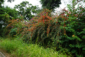 Bougainvillea growing beside a path, Lamma Island, 15 December 2019