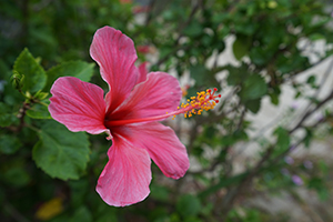 Flower, Hung Shing Yeh beach, Lamma Island, 15 December 2019
