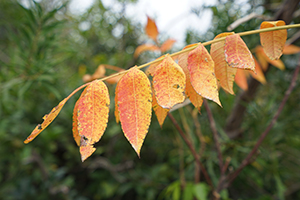 Autumn leaves, Lamma Island, 15 December 2019