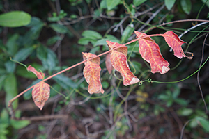 Autumn leaves, Lamma Island, 15 December 2019