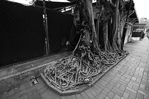 Trees on the pavement, Austin Road, Kowloon, 22 December 2019