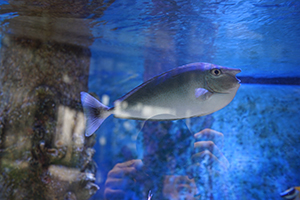 Tropical fish in a tank, K11 Musea, Tsim Sha Tsui, 22 December 2019