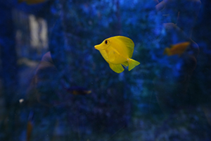 Tropical fish in a tank, K11 Musea, Tsim Sha Tsui, 22 December 2019