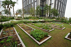 'Nature Discovery Park', a rooftop garden in K11 Musea, Tsim Sha Tsui, 22 December 2019