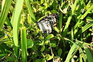 Glassy Tiger butterfly, near the Pokfulam Reservoir, 1 December 2019