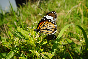 Common Tiger butterfly, near the Pokfulam Reservoir, 1 December 2019