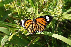 Common Tiger butterfly, near the Pokfulam Reservoir, 1 December 2019