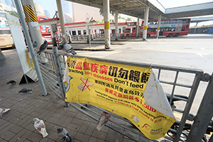 Pigeons and banner, Tsim Sha Tsui, 26 December 2019