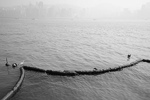 An egret and a heron viewed from the Tsim Sha Tsui waterfront, 26 December 2019