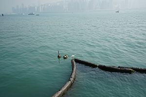 An egret viewed from the Tsim Sha Tsui waterfront, 26 December 2019