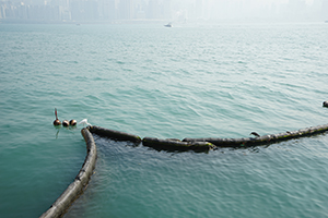 An egret and a heron viewed from the Tsim Sha Tsui waterfront, 26 December 2019