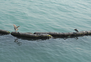 Herons viewed from the Tsim Sha Tsui waterfront, 26 December 2019
