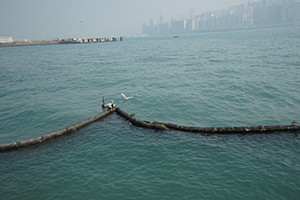 Egrets and herons viewed from the Tsim Sha Tsui waterfront, 26 December 2019