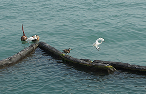 Egrets and a heron viewed from the Tsim Sha Tsui waterfront, 26 December 2019