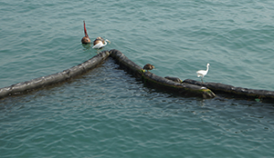 Egrets and a heron viewed from the Tsim Sha Tsui waterfront, 26 December 2019