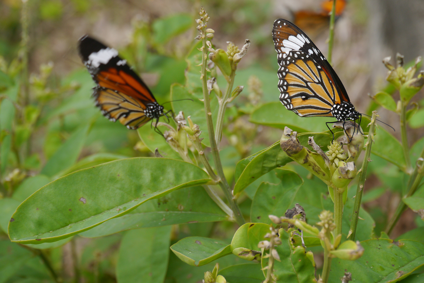 Butterflies, Lantau, 15 November 2015 | Hong Kong in Transition