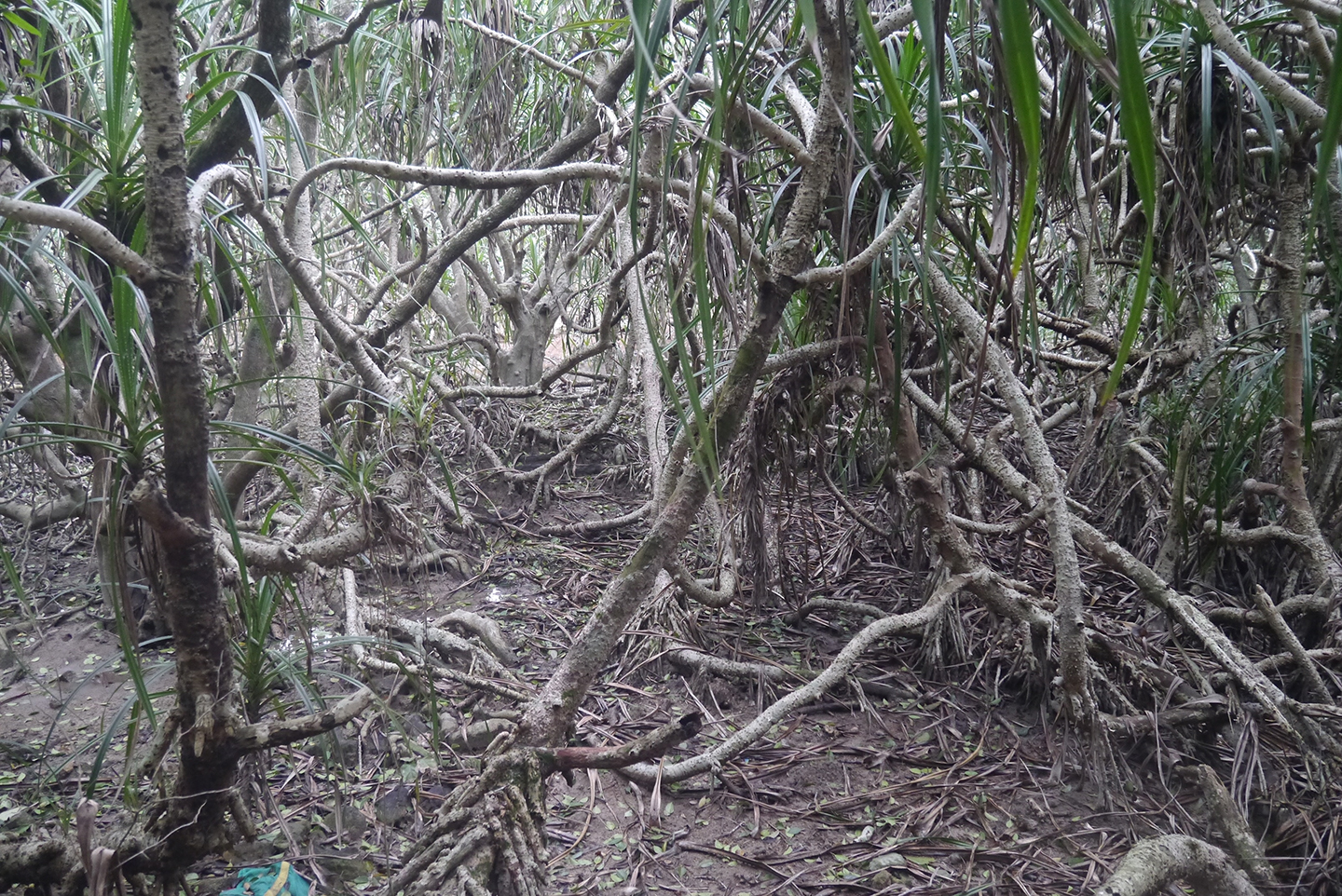 Plants, Maclehose Trail Section 2 between Chek Kang and Ham Tin Beach ...