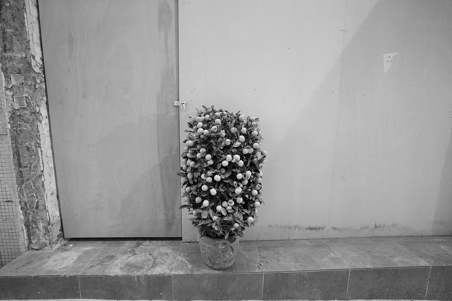 potted-plant-for-lunar-new-year-celebration-sai-ying-pun-2-february