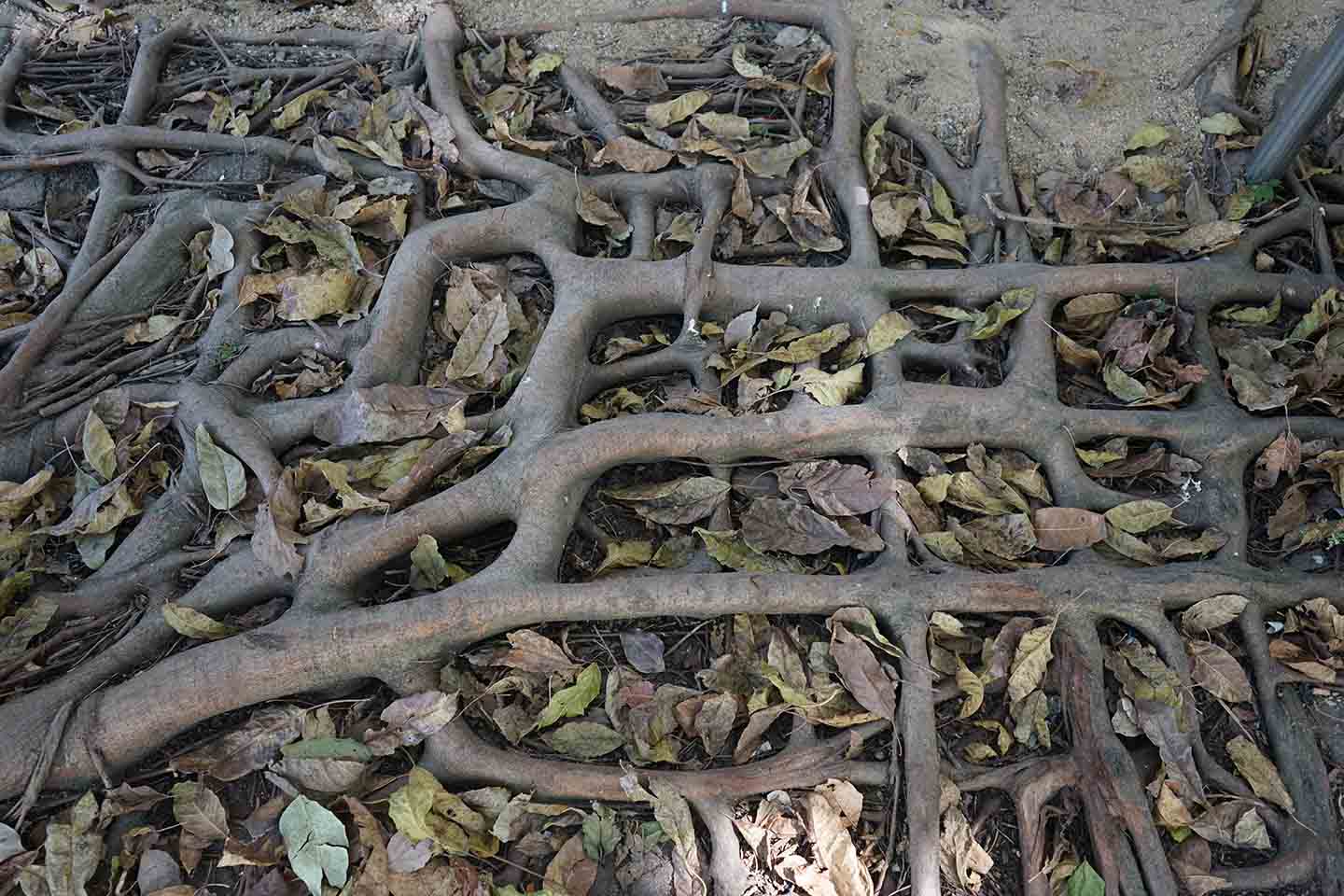 Tree roots growing in a geometric pattern on the ground, Tin Shui Wai ...