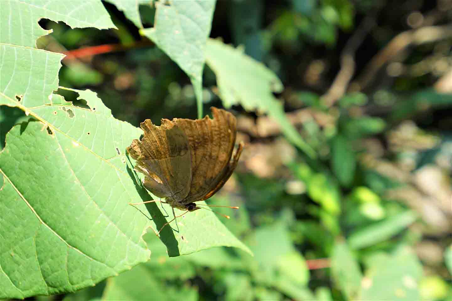 Butterfly, Aberdeen Country Park, 7 October 2018 | Hong Kong in Transition